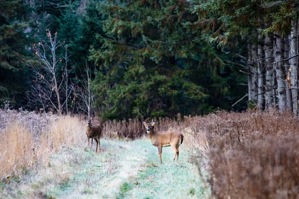 小さな白い尾の鹿の背中 Odocoileus Virginianus とウィスコンシン州で行う — ストック写真