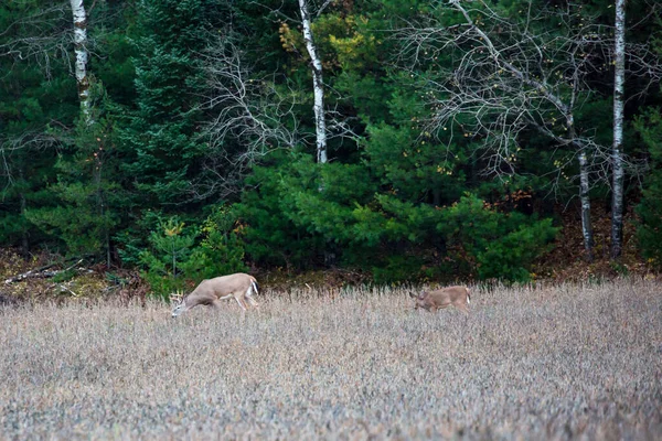 Ten Point White Tailed Buck Doe Field — Stock Photo, Image