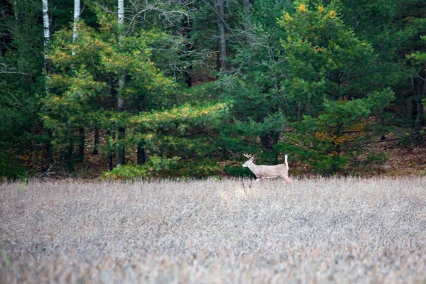 Trophy Ελάφι Odocoileus Virginianus Τρέχει Ένα Πεδίο Wisconsin — Φωτογραφία Αρχείου