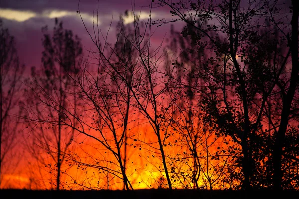 Bäume Vor Einer Untergehenden Sonne Die Aussehen Lässt Als Stünden — Stockfoto