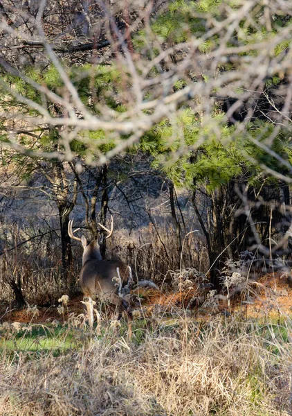 ウィスコンシン州ワウソーの街の限界にあるトロフィーの白い尾の鹿 — ストック写真