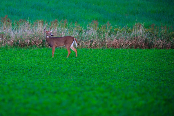 白尾鹿 Odocoileus Virginianus 8分站立在豆田 — 图库照片