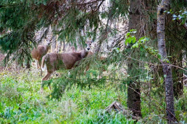 Weißschwanzhirsche Verstecken Sich Hinter Einer Kiefer — Stockfoto