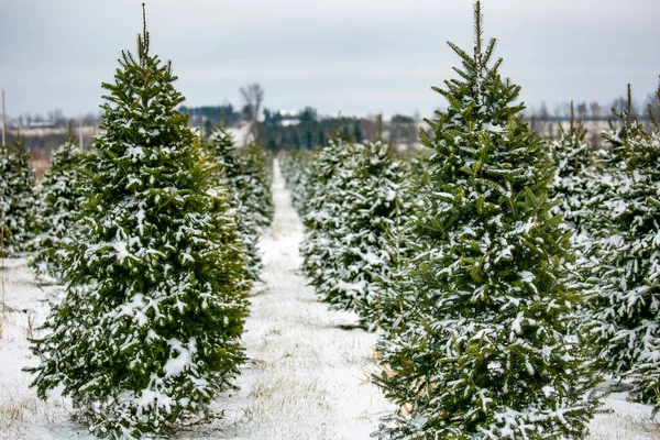 Wisconsin Farm Érett Karácsonyfákkal Decemberben — Stock Fotó