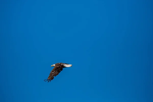 Молодой Лысый Орлан Haliaeetus Leucocephalus — стоковое фото