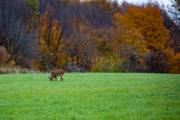 Young Male White Tailed Deer Odocoileus Virginianus Feeding October — Stock Photo, Image