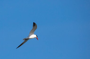 Genel Tern (Sterna hirundo) Temmuz ayında mavi gökyüzünde yükselen, yatay