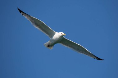 Ringa martı (Larus argentatus) mavi gökyüzünde yükseliyor, yatay olarak.