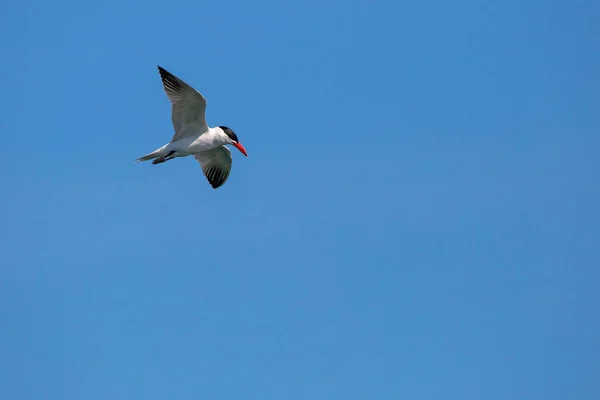 Common Tern Sterna Hirundo Soaring Blue Sky July Horizontal — Stock Photo, Image