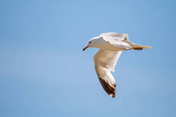 Ringschnabelmöwe Larus Delawarensis Fliegt Mit Blauem Himmel Hintergrund Waagerecht — Stockfoto