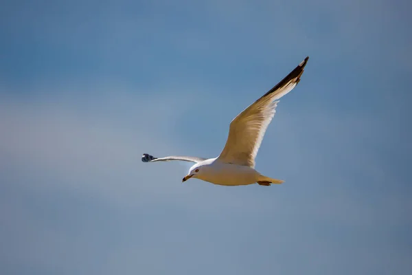 Ringschnabelmöwe Larus Delawarensis Fliegt Mit Blauem Himmel Hintergrund Waagerecht — Stockfoto