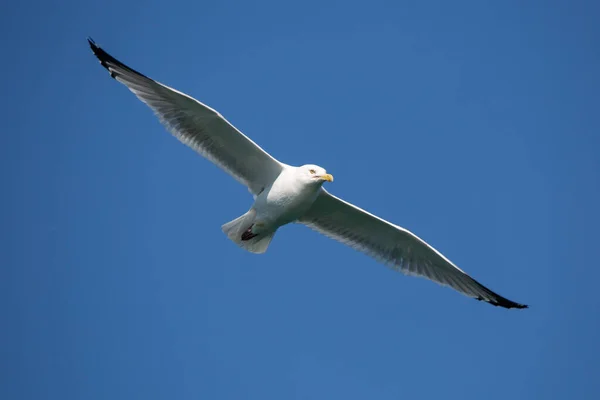 Silbermöwe Larus Argentatus Schwebt Einem Blauen Himmel Waagerecht — Stockfoto