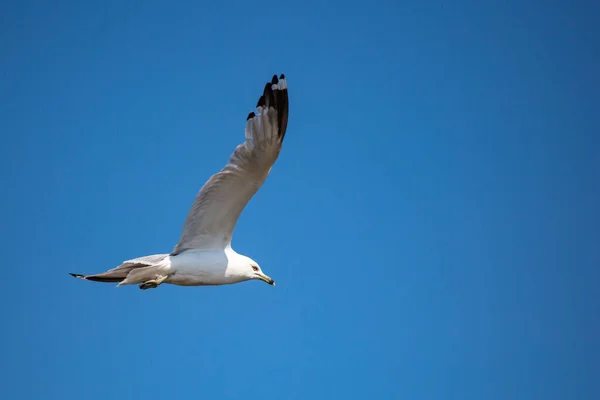 Ringnäbbad Mås Larus Delawarensis Flyger Med Blå Himmel Bakgrunden Horisontellt — Stockfoto