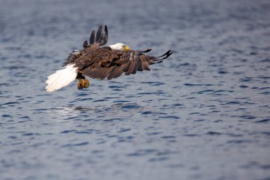 Kel Kartal (Haliaeetus leucocephalus) Kuzey Wisconsin 'de Gökkuşağı Şamandırası' nda büyük bir balık yakalamak için aşağı uçuyor.