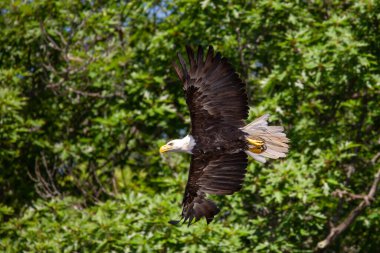 Kuzey Wisconsin 'de uçan Kel Kartal (Haliaeetus leucocephalus), yatay olarak