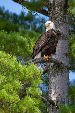 Kel Kartal (Haliaeetus leucocephalus), Kuzey Wisconsin 'de Gökkuşağı Şelalesi' nde balık aramak için dallara tünemiştir.