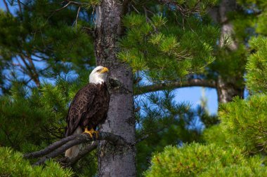 Kel Kartal (Haliaeetus leucocephalus), Kuzey Wisconsin 'de Gökkuşağı Şelalesi' nde balık aramak için dallara tünemiştir.