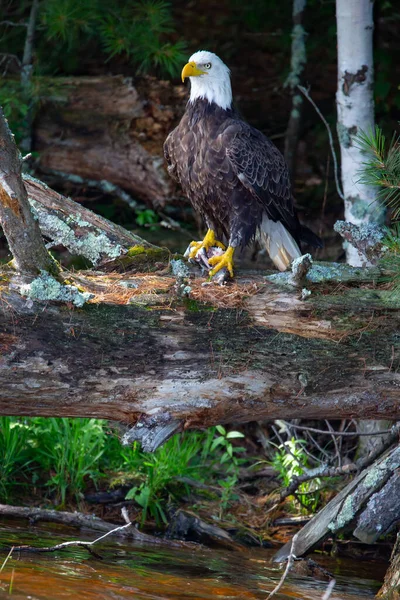 Kel Kartal Haliaeetus Leucocephalus Kuzey Wisconsin Gökkuşağı Şelalesi Nde Pençesinde — Stok fotoğraf