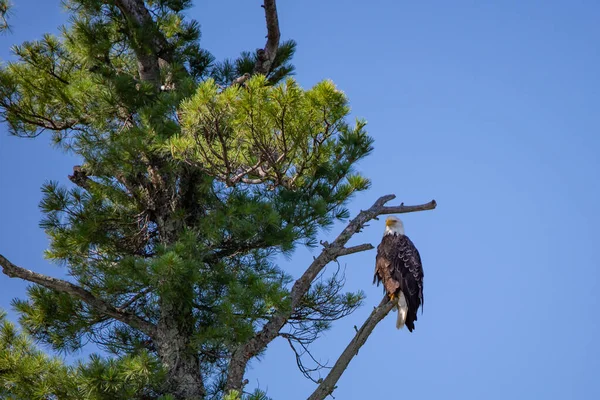 Лысый Орел Haliaeetus Leucocephalus Сидящий Ветке Поисках Рыбы Радужном Потоке — стоковое фото