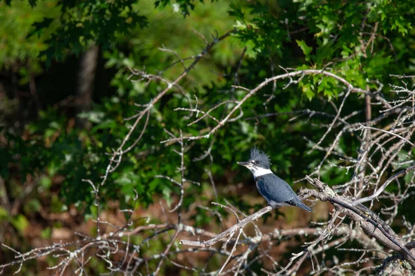 Kingfisher Ceinture Megaceryle Alcyon Perché Sur Une Branche Morte Dans — Photo