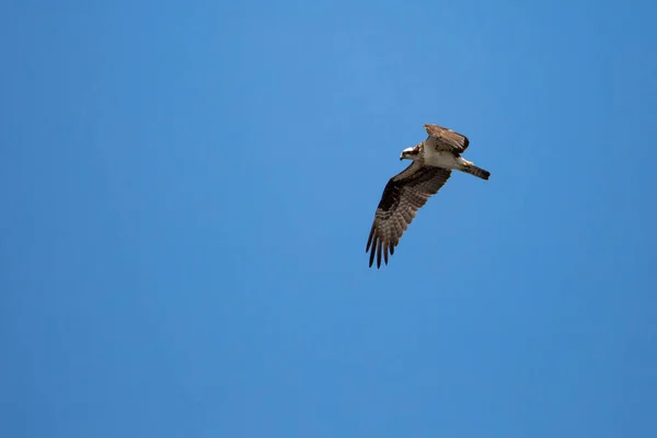 掠食动物 Pandion Haliaetus 在蓝天中飞行 有复制空间 水平的 — 图库照片