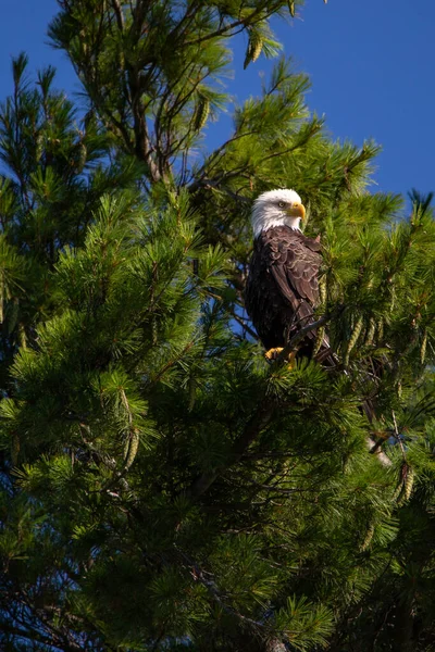 Bald Eagle Haliaeetus Leucocephalus Perching Pine Branch Northern Wisconsin Vertical — Stock Photo, Image