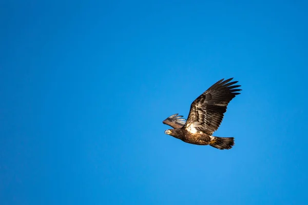 Águia Careca Imatura Haliaeetus Leucocephalus Voando Céu Azul Norte Wisconsin — Fotografia de Stock