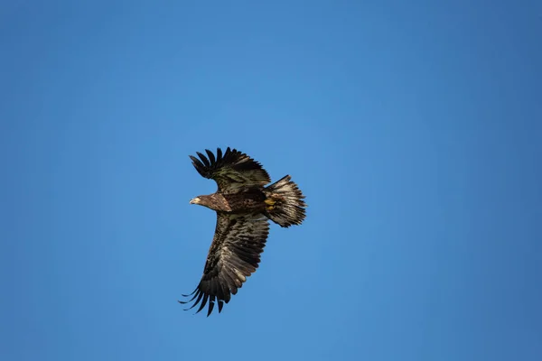 Незрілий Лисий Орел Haliaeetus Leucocephalus Летить Синьому Небі Північному Вісконсині — стокове фото