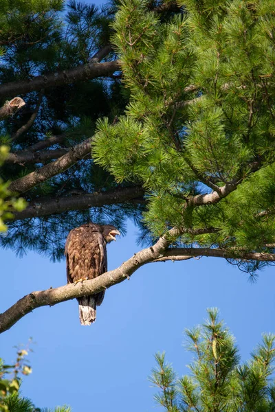 Águila Calva Inmadura Haliaeetus Leucocephalus Posada Pino Norte Wisconsin Vertical — Foto de Stock