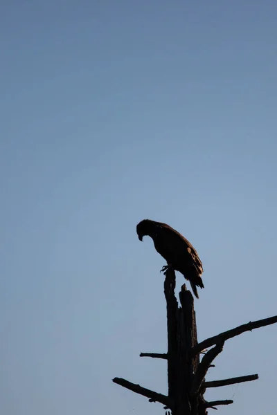 Силуэт Белоголового Орла Haliaeetus Leucocephalus Силуэт Сидящий Мертвом Дереве Северном — стоковое фото