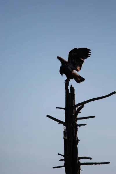 Bald Eagle Haliaeetus Leucocephalus Siluetti Joka Istuu Kuolleessa Puussa Pohjois — kuvapankkivalokuva