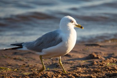 Halka gagalı martı (Larus delawarensis) Wisconsin sahilinde yürüyor, yatay