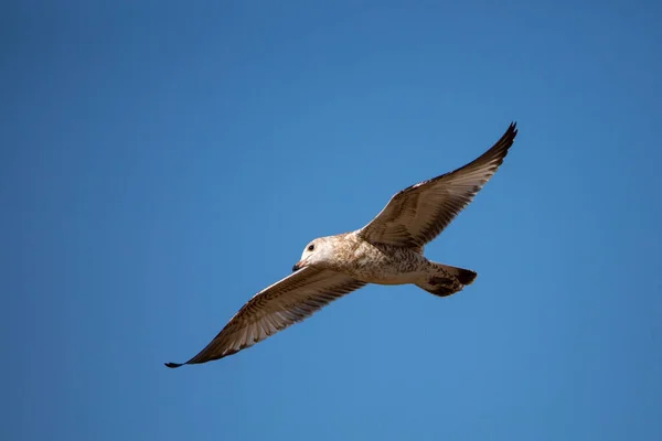 不成熟的环状喙鸥 Larus Delawarensis 在蓝天中飞行 有复制空间 水平的 — 图库照片