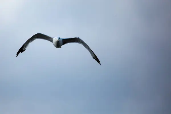 在威斯康星州飞行的环状喙鸥 Larus Delawarensis 有复制空间 水平飞行 — 图库照片