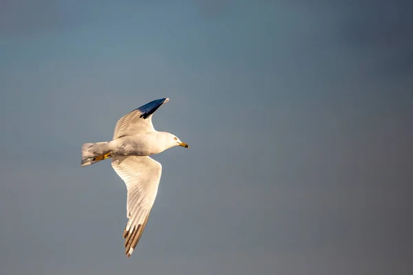 Ringschnabelmöwe Larus Delawarensis Fliegt Wisconsin Mit Kopierraum Horizontal — Stockfoto