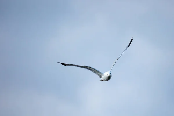 Ring Billed Gull Larus Delawarensis Flying Wisconsin Copy Space Horizontal — Stock Photo, Image