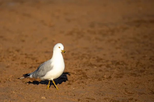 Ringschnabelmöwe Larus Delawarensis Strand Wisconsin Horizontal — Stockfoto