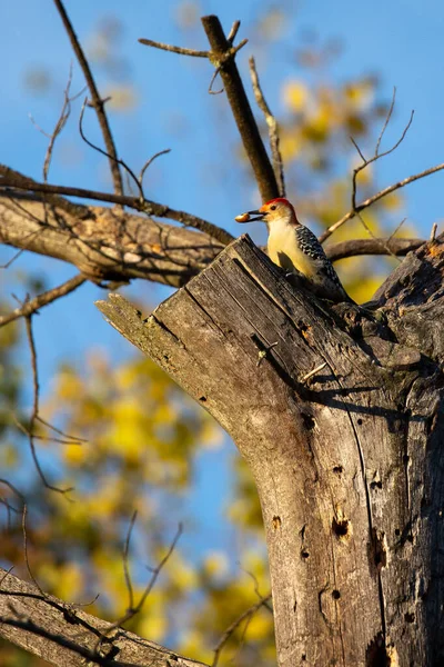 Muž Červenobřichý Datel Centurus Carolinus Jedoucí Stromu Svislý — Stock fotografie