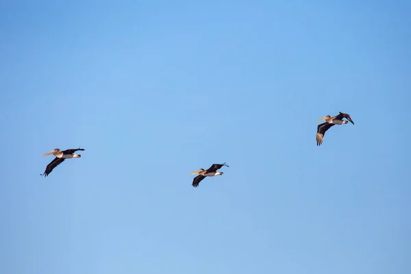 Brązowe Pelikany Pelecanus Occidentalis Lecące Niebieskim Niebie Oregonie Poziome — Zdjęcie stockowe