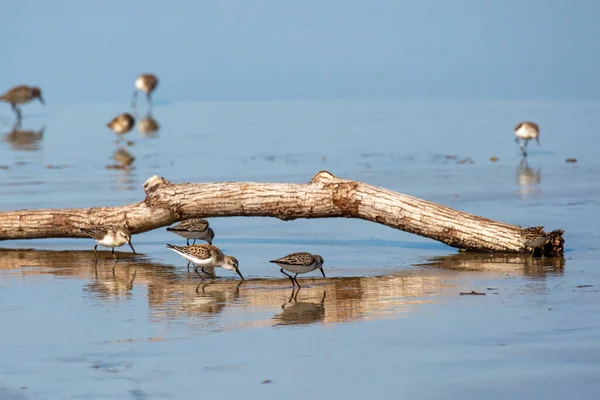 Sandpiper Semipalmado Calidris Pusilla Procura Comida Costa Oregon Horizontal — Fotografia de Stock