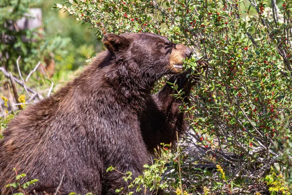 Черный Медведь Ursus Americanus Ест Дикие Ягоды Лесу Монтаны Горизонтально — стоковое фото