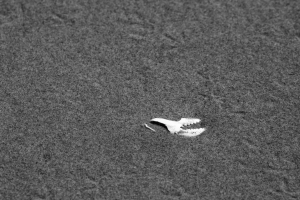 Garra Caranguejo Uma Praia Oregon Preto Branco Com Espaço Cópia — Fotografia de Stock