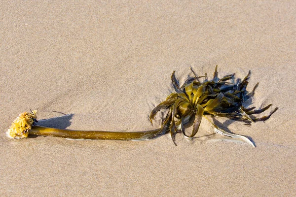 Algues Palmier Postelsia Palmaeformis Posées Sur Plage Sable Fin Côte — Photo