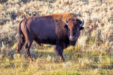 Bizon Yellowstone Ulusal Parkı 'nda yatay bir alanda duruyor.