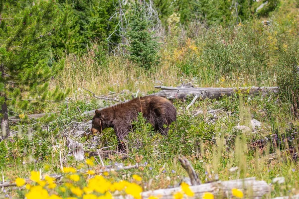 Черный Медведь Ursus Americanus Фаза Корицы Прогулка Лесу Монтаны Горизонтальный — стоковое фото