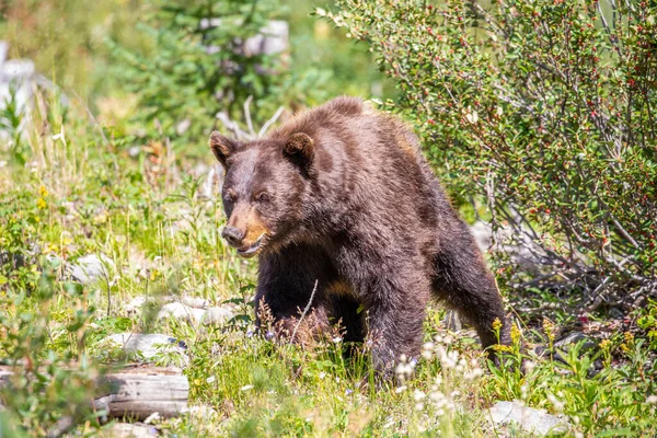 Черный Медведь Ursus Americanus Фаза Корицы Прогулка Лесу Монтаны Горизонтальная — стоковое фото