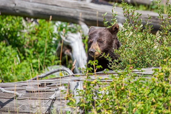 Черный Медведь Ursus Americanus Сидит Большим Бревном Лесу Монтаны Горизонтально — стоковое фото