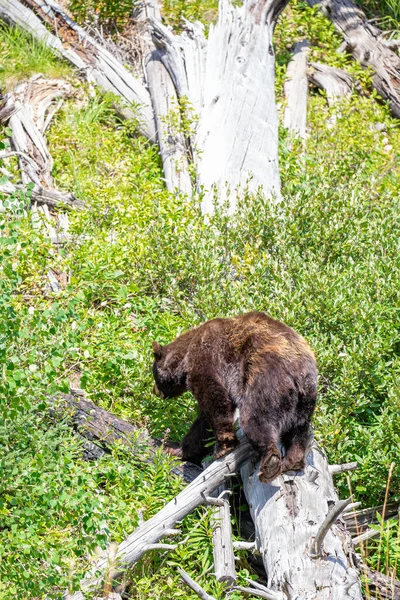 Черный Медведь Ursus Americanus Ходит Бревну Лесу Монтаны Вертикально — стоковое фото