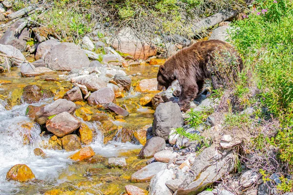 Черный Медведь Ursus Americanus Собирается Пересечь Реку Монтана Горизонтально — стоковое фото