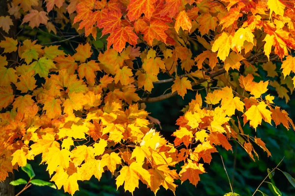 Colorful Autumn Maple Leaves Wisconsin Tree Early September Horizontal — Stock Photo, Image